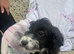 Cockapoo puppies