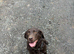 Stunning 8 Year old working choclate lab