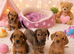 Beautiful miniature dachshund puppies READY NOW