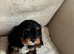 Cavapoo (GIRL)