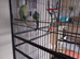Two budgies for sale