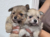 My beautiful female Pomeranian have two beautiful puppies 6 weeks old
