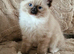 5 beautiful ragdoll kittens/Only 2 left /Big Offer