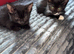 Ragamese cross kitten