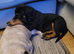 11 week old rottweiler puppy