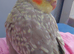 Hand reread silly tame DNA sexed baby cockatiels