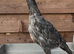 Blue O shamo chicks