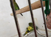 Black mutation budgies