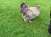 Beautiful silkie cockerel ( FREE ) blue/black hen also available &pound;20