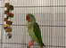 Beautiful alexandrine female parrot