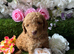 Kc mini poodles various 17 dna health tested clear