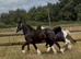 For Sale: Gentle Welsh Cob, 3 Years Old