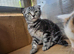Sweet kittens ready for a loving home