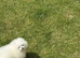 Beautiful Pure White Boy Kc Registered