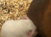6 guinea pig babies - if this ad is still up I will still have Guinea pigs available.