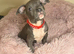 pocket bullys looking for forever homes.