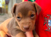 Jack Russell puppies for sale