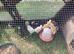Fertile Hatching Eggs S18 7WT