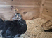 2 booted pekin bantams pullets