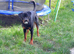 Male Rottweiler in need of new home