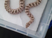 Males and females hognoses