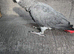 Tame African grey