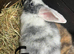 Baby lops ready now
