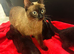 2 Left!! 1/2 Siamese kittens