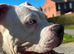 Lovely  deaf dog
