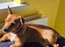 Patterjack - 1 year old - for sale