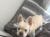 Fluffy French bulldog