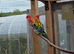 Proven pair of rosellas