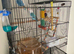 rehome for two blue lovebirds