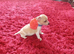Miniature jack Russel jess
