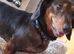 Male 2 years minature child free home
