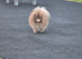 Royal KC Solid Lilac young male for stud