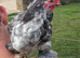 Pekin bantam cockerels free