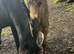 4 year old new forest mare