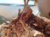 Baby bearded dragons available now