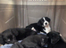 2 gorgeous & playful sprollies looking for their forever homes