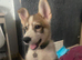 Shepsky boy.