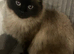 Cute ragdoll mix kittens looking for loving home