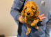 Stunning litter of cockapoo’s ready to leave soon