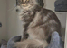 Polydactyl Mainecoon