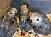 Pair of african greys