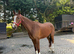 Beautiful chestnut gelding