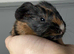 2 Boars & 1 Sow Avalible