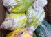 Hand Reared conures