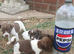 Minature jack russell puppies