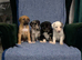 Blue Merle Collie X Lurcher puppies